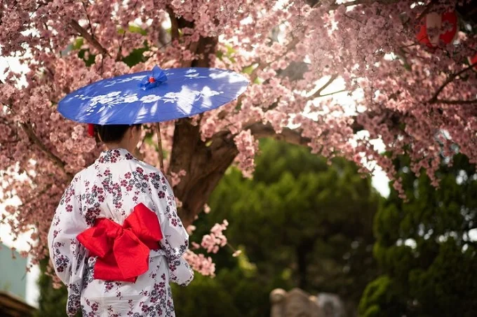 Cherry Blossom Season