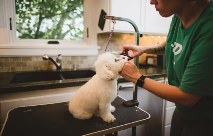 Dog Grooming Services in the Northern Beaches: Keeping Your Pup Healthy and Happy