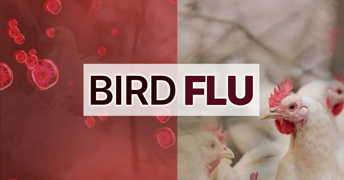 How Can We Control Avian Influenza In Birds? 1 How Bird Flu Differs from Seasonal Flu