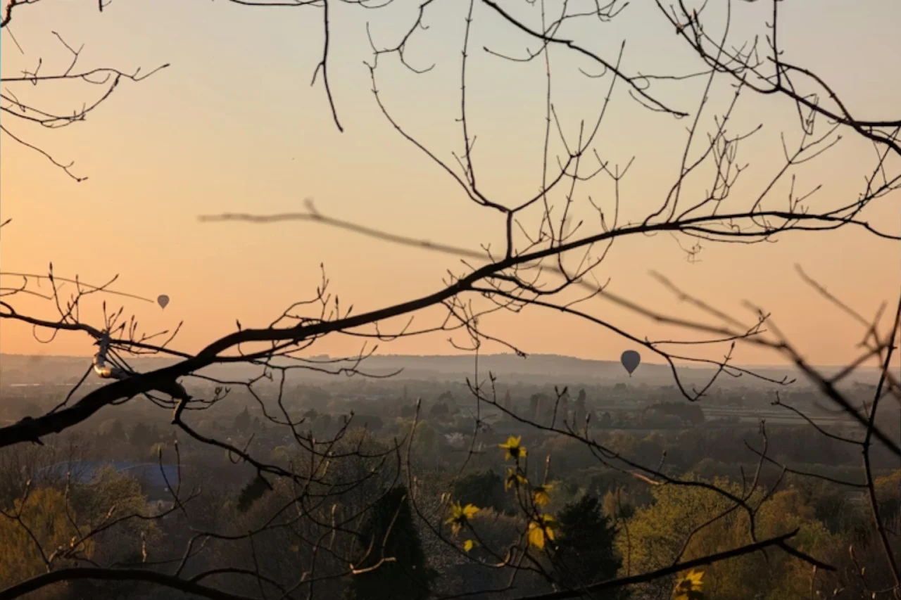 Branches frame a sunset view with hot air balloons