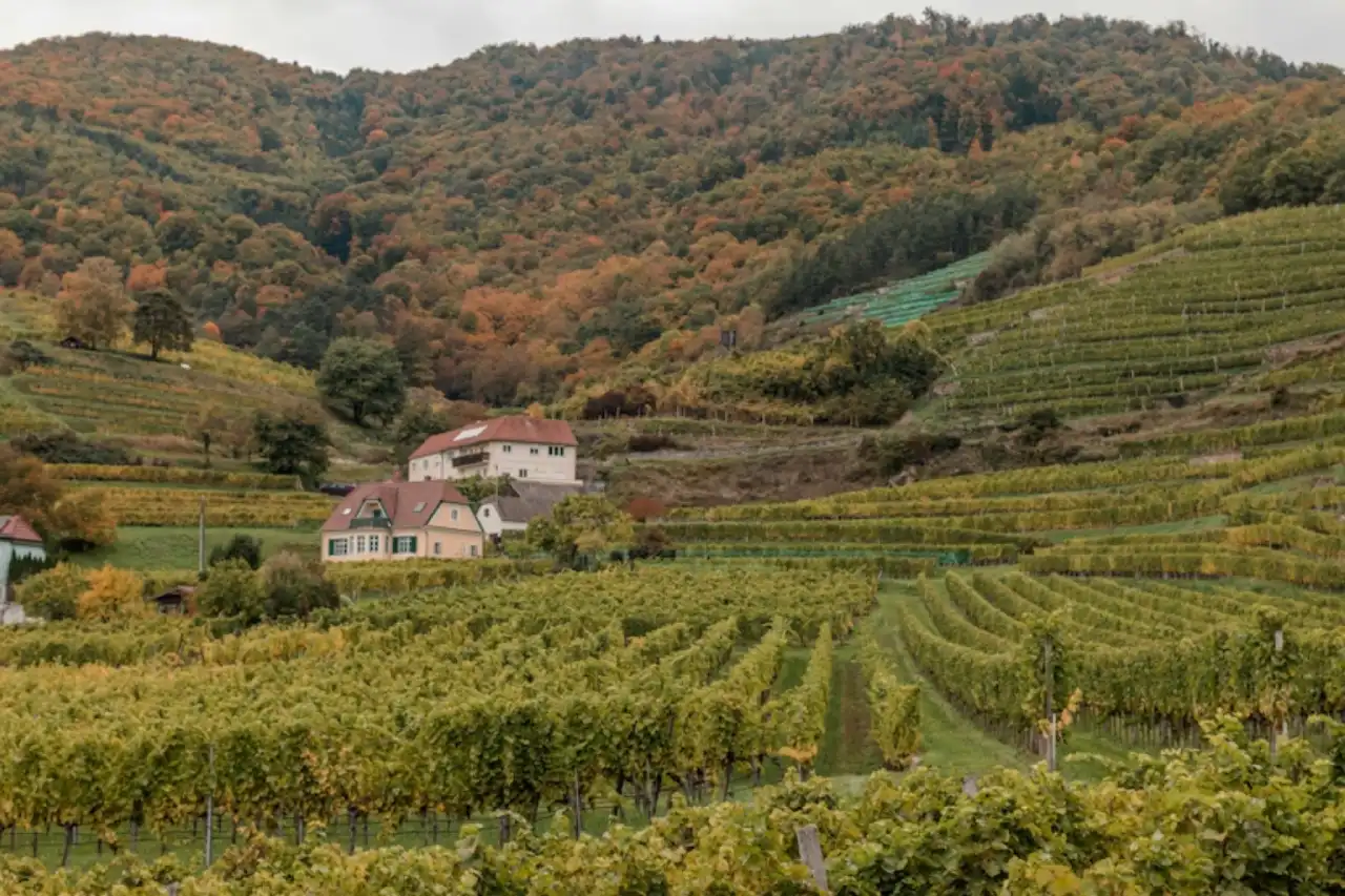 Vineyard terraces with houses on a hillside